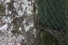 Stenocercus crassicaudatus