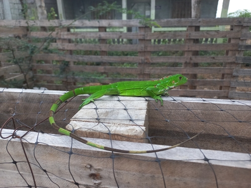 Green Iguana, photo 7 of 7