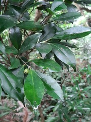 Ilex uraiensis