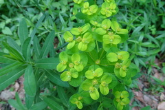 Euphorbia hyberna