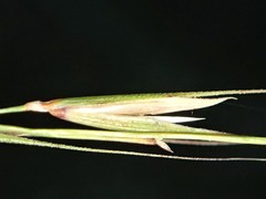 Microlaena stipoides stipoides