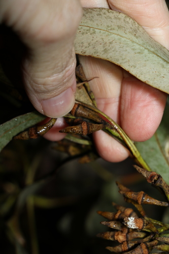 Image of Eucalyptus crebra by (c) Greg Tasney, some rights reserved (CC BY-SA)