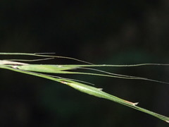 Microlaena stipoides stipoides
