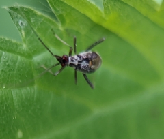 Grypocoris stysi