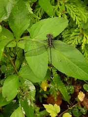 Leptogomphus sauteri formosanus