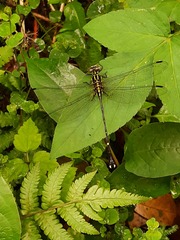 Leptogomphus sauteri formosanus