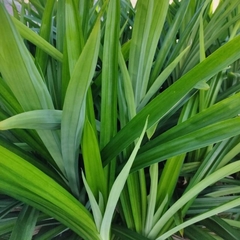 Pandanus amaryllifolius