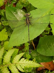 Leptogomphus sauteri formosanus