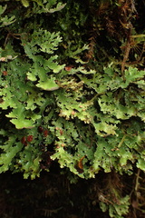 Pseudocyphellaria glabra