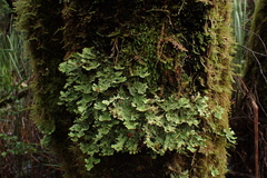 Pseudocyphellaria glabra