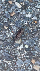 Chalcophora virginiensis