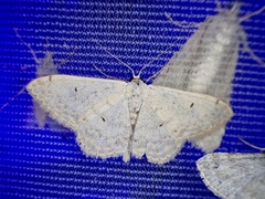 Scopula beckeraria