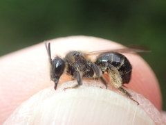 Andrena fulvida