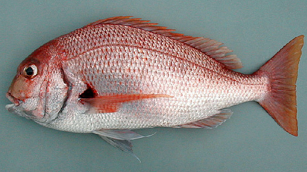 African Red Bream