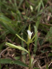 Nervilia cumberlegii