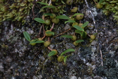 Bulbophyllum newportii