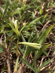 Nervilia cumberlegii