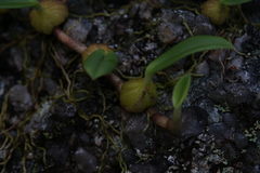 Bulbophyllum newportii