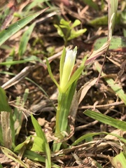 Nervilia cumberlegii