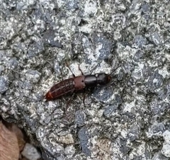 Platydracus cinnamopterus