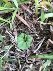 Nervilia cumberlegii