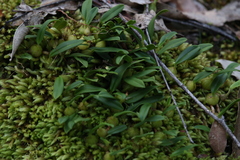 Bulbophyllum newportii