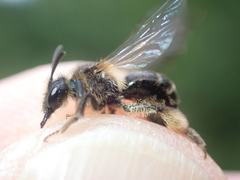 Andrena fulvida