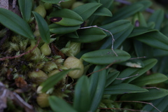 Bulbophyllum newportii