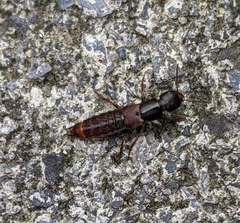 Platydracus cinnamopterus