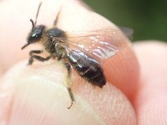 Andrena fulvida