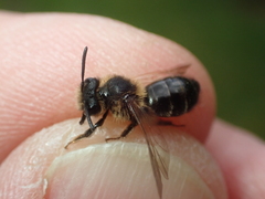Andrena fulvida