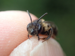 Andrena fulvida