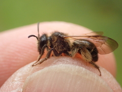 Andrena fulvida