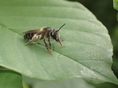 Andrena fulvida