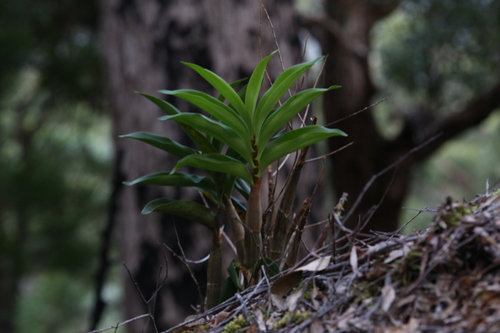 Image of Dendrobium jonesii by (c) Hugo Innes, some rights reserved (CC BY)