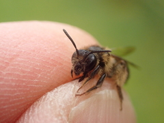 Andrena fulvida