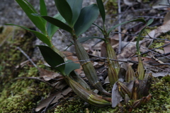 Dendrobium jonesii