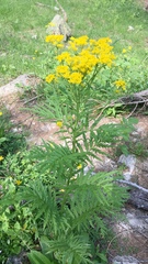 Descurainia tanacetifolia