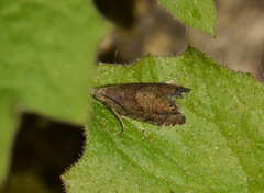 Dichrorampha plumbana