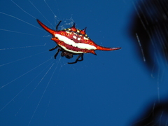 Gasteracantha milvoides