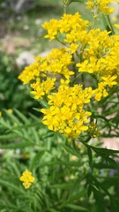 Descurainia tanacetifolia