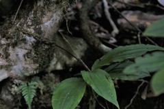 Malaxideae