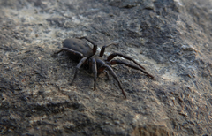 Gnaphosa lucifuga