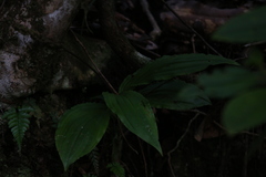 Malaxideae