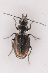 Syntomus americanus