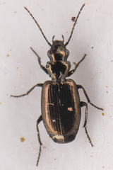 Syntomus americanus