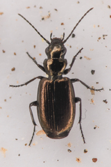 Syntomus americanus
