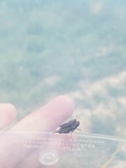 Tettigidea