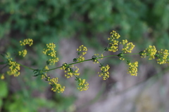 Galium verum