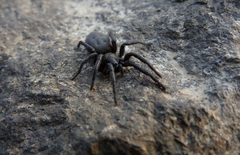 Gnaphosa lucifuga